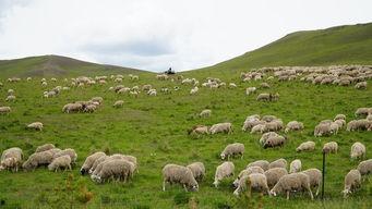 青青草原国产,绿色生态与和谐发展的奇迹之旅