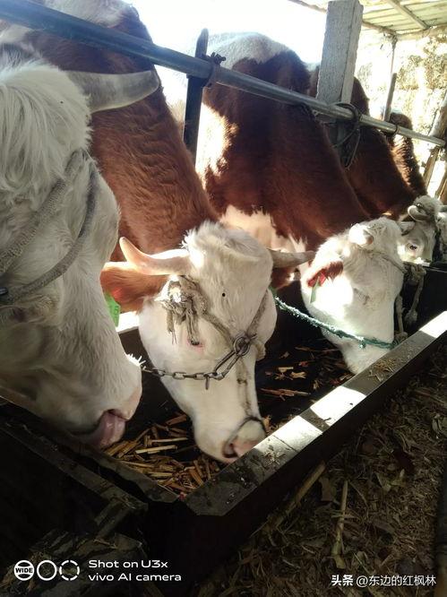 国产牛牛在线,创新游戏体验，引领休闲娱乐新潮流